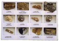 Geoscience Premium Fossil Collection, 12 Specimens with Accessories 077020