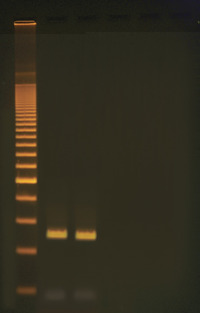 Edvotek Quick PCR Kit 1293215