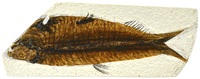 EISCO Fossil Fish Replica 2011745