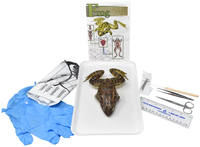 Frey Choice Dissection Kit - Basic Frog (plain) with Dissection Tools, Item Number 2041221