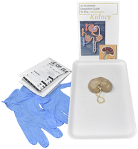 Frey Choice Dissection Kit, Mammalian Kidney without Dissection Tools, Item Number 2041259