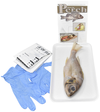 Frey Choice Dissection Kit - Perch (plain) without Dissection Tools 2041266