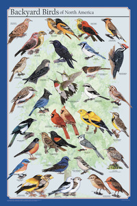 Feenixx Publishing Backyard Birds of North America Poster, 24 x 36 Inches, Item Number 529207