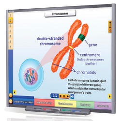 Image for NewPath Learning IWB Multimedia Lesson - Chromosomes, Genes and DNA Site License CD from School Specialty