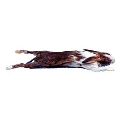Image for Frey Scientific Choice Double Injected Skinned Preserved Rabbit from School Specialty
