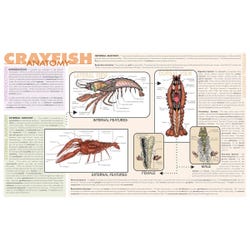 Frey Scientific Crayfish Dissection Mat, 9-3/4 x 16 Inches, Item Number 532246
