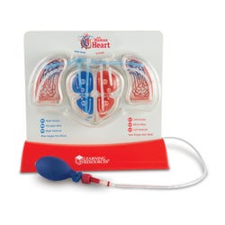 Image for Learning Resources Pumping Heart Model from School Specialty