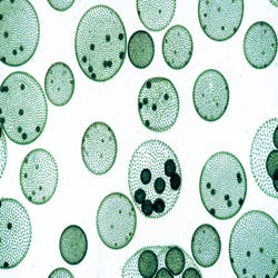 Image for Johannes Lieder Micro Organisms of Fresh Water Slides, Set of 25 from School Specialty