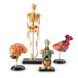 Image for Learning Resources Human Anatomy Model Set of 4 from School Specialty