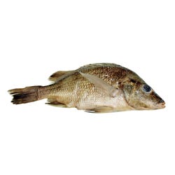 Frey Scientific Choice Preserved Perch, Plain Injected, Vacuum-Sealed, Pack of 10, Item Number 572513