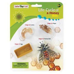 Image for Safariology Models Life Cycle Of A Honey Bee from School Specialty