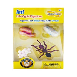 Image for Insect Lore Ant Life Cycle Model, Set of 4 from School Specialty