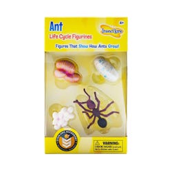 Image for Insect Lore Ant Life Cycle Model, Set of 4 from School Specialty