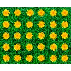 Image for Childcraft Dandelions Seating Carpet, 10 Feet 6 Inches x 13 Feet 2 Inches, Rectangle from School Specialty