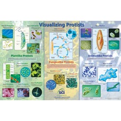 Image for NeoSCI Visualizing Protists Laminated Poster, 23 in W X 35 in H from School Specialty