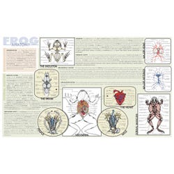 Frey Scientific Laminated Dissection Mat, 0.2 Mil Thick, Frog Anatomy Print, Item Number 588850
