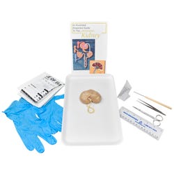 Image for Frey Choice Dissection Kit - Mammalian Kidney with Dissection Tools from School Specialty