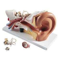 Image for 3B Scientific Human Ear Model, 4 Pieces from School Specialty