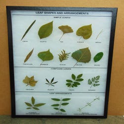 Image for White Owl Leaf Shapes and Arrangements Display from School Specialty