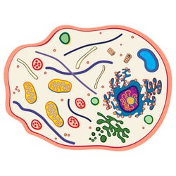 Image for Roylco Cell Model See-Through Animal Cell Builder from School Specialty