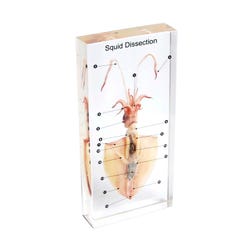 Image for Ed Speldy Dissection Specimen Block - Squid from School Specialty