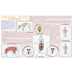 Frey Scientific Laminated Dissection Mat, .02 Mil Thick, Fetal Pig Anatomy Print, Item Number 588856