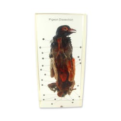 Image for Ed Speldy Dissection Specimen Block - Pigeon from School Specialty