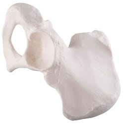 Image for 3B Replica Human Pelvis - Male from School Specialty