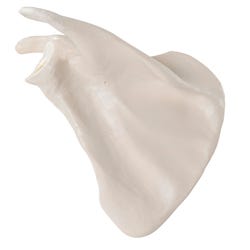Image for 3B Replica Human Scapula Bone - Right Side from School Specialty