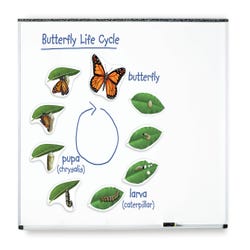 Image for Learning Resources Giant Magnetic Butterfly Life Cycle Set, 9 Pieces from School Specialty