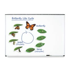 Image for Learning Resources Giant Magnetic Butterfly Life Cycle Set, 9 Pieces from School Specialty