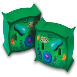 Image for Learning Resources Cross-Section Plant Cell Model from School Specialty