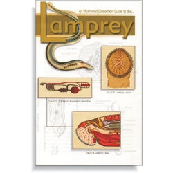 Frey Scientific Mini-Guide to Lamprey Dissection, Paperback, 16 Pages, Item Number 532248