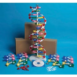 Frey Scientific DNA Model Set with Instructional CD, Set of 4, Item Number 1488767