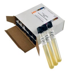 Image for Innovating Science Sabouraud Dextrose Agar Tubes, 12 Pack from School Specialty