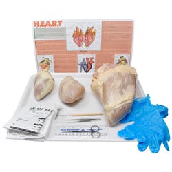 Image for Frey Choice Dissection Kit - Comparative Mammalian Hearts with Dissection Tools from School Specialty