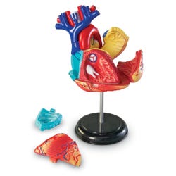 Image for Learning Resources Anatomy Heart Model from School Specialty
