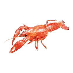 Image for Frey Scientific Choice Preserved Crayfish, Plain Injected, Vacuum Pack of 10 from School Specialty