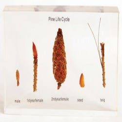 Image for Real Bug Life Cycle Block, Pine, 6-1/2 L x 3-1/8 W x 7/8 H in from School Specialty