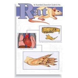 Image for Frey Scientific Mini-Guide to Rat Dissection from School Specialty