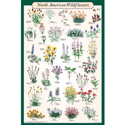 Image for Feenixx Publishing North American Wildflower Identification Educational Poster, 24 x 36 Inches from School Specialty