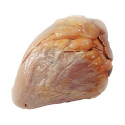 Image for Frey Scientific Choice Preserved Cow Heart with Aorta from School Specialty