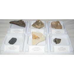 Image for Geoscience Vertebrate Fossil Demonstration Collection, Assorted, Set of 6 from School Specialty