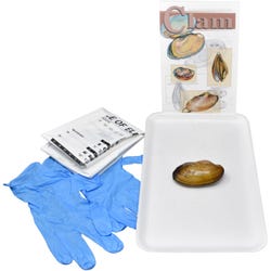 Frey Choice Dissection Kit - Freshwater Clam without Dissection Tools, Item Number 2041222