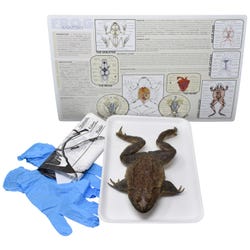 Image for Frey Choice Dissection Kit - Bullfrog (DBL) without Dissection Tools from School Specialty