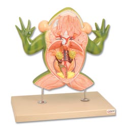 Image for Eisco 3-Dimensional Frog Dissection Model from School Specialty
