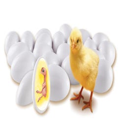 Image for Learning Resources Chick Life Cycle Exploration Set from School Specialty