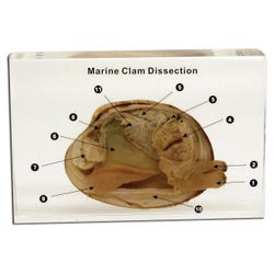 Image for Ed Speldy Dissection Specimen Block - Marine Clam from School Specialty