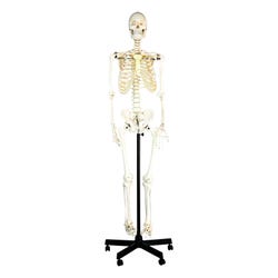 Image for Eisco Basic Human Skeleton Model - Rod Mounted from School Specialty