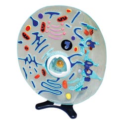 Image for STACO Deluxe Animal Cell Model from School Specialty